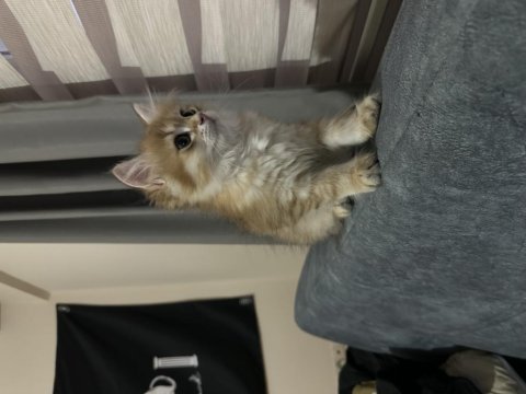 2.5 aylık erkek golden british longhair
