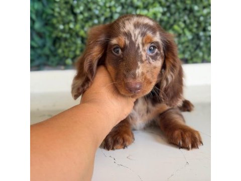 Longhair merle dachshund yavru köpeğimiz