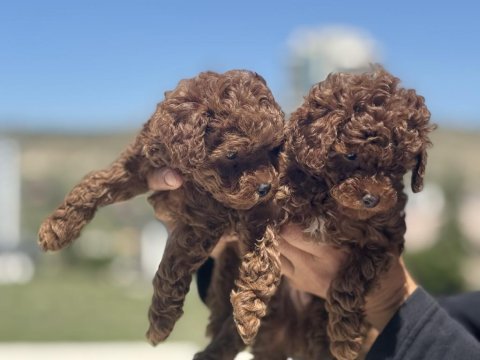 Ankarada ziyarete açık toy poodle yavrularımız