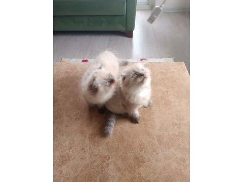 Safkan himalayan bir disi bir erkek yavrular
