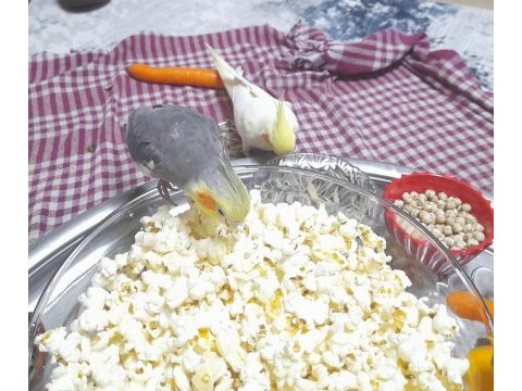 Takım sultan papağanı