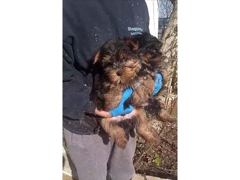 (sdk) çiftlikten ırk garantili yorkshire terrier yavrular