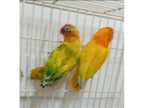 Cennet papağanı kuşlar