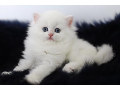 British longhair tostikim