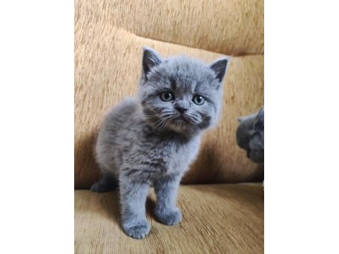 British shorthair 2 aylık bebek erkek
