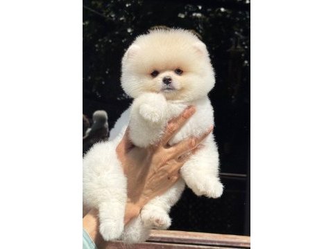 Biblo pomeranian boo teddy face