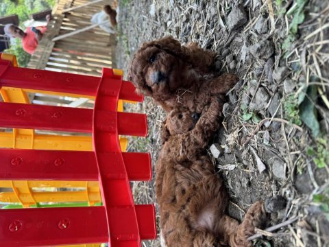 Toy poodle
