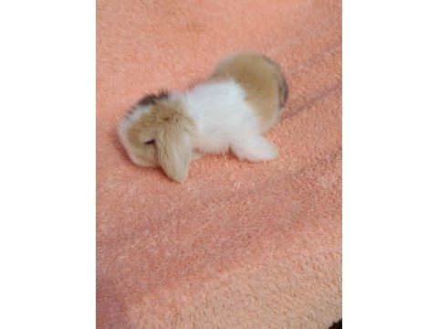 Hollanda teddy lop tavşanımız