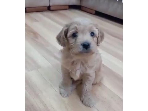 Maltipoo yavrular
