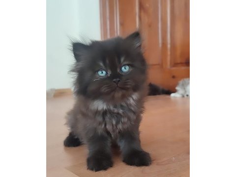 Harika iran kedisi bebeklerimiz