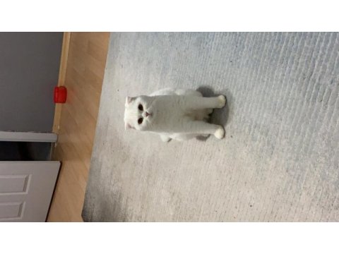 Scottish fold 3 yaşında