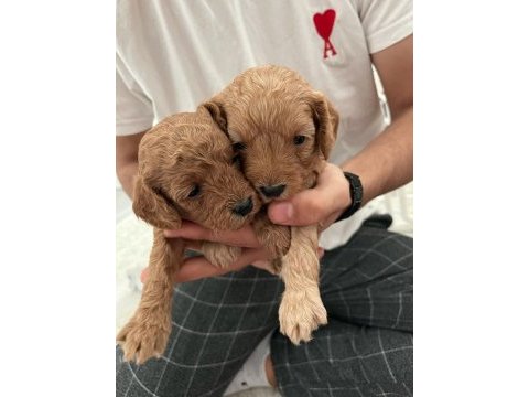 Rezerveye açık toy poodle yavrular