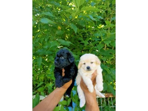 Siyah ve beyaz maltipoo yavrularım