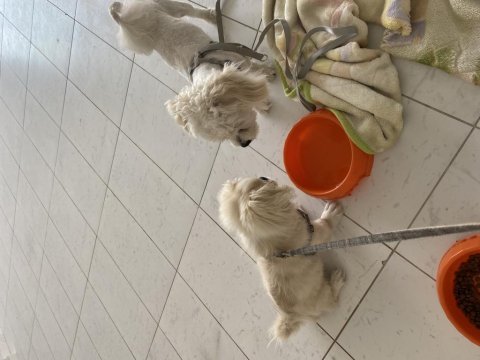 Uygun fiyata verilecek köpeğimiz