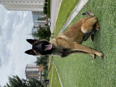 Belçika malinois