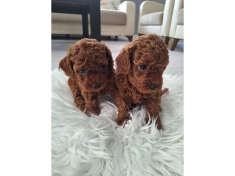 Kore kan poodle bebekler
