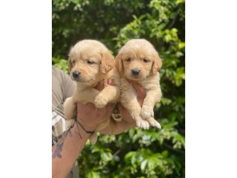 Golden retriever yavruları ücretsiz değildir