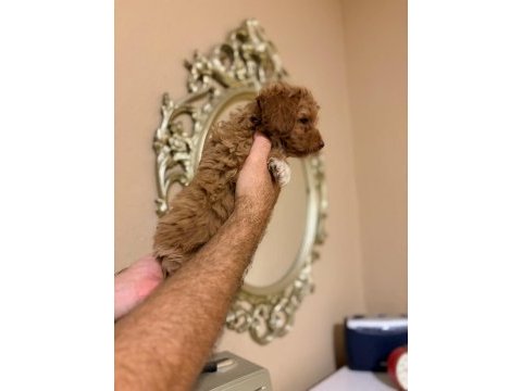 Mınık poodle kurabıyeler