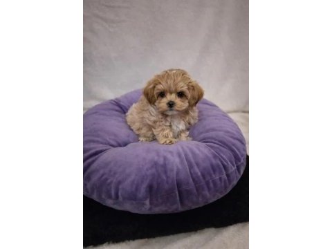 A kalite maltipoo yavrularımız
