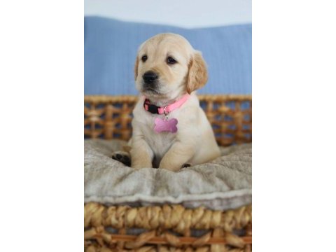 Üst kalite golden retriever bebekler