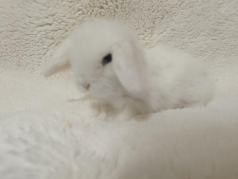 Hollanda lop ve cüce tavşan bebeklerimiz