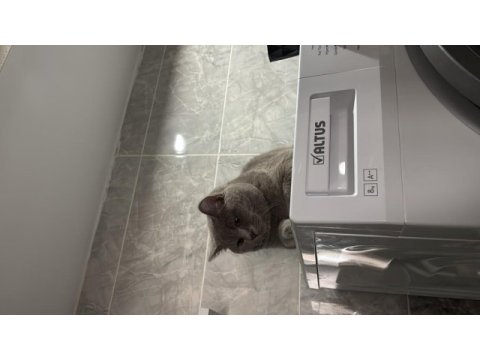 Kısır 8 aylık erkek british shorthair
