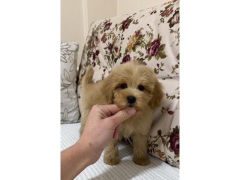 Mini boy maltipoo