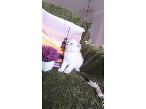 Daha güzel scottish fold yok