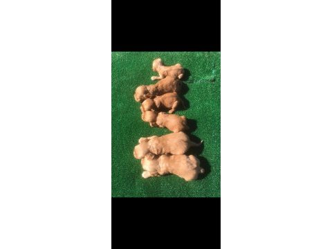 %100 ırk garantili şecereli cocker