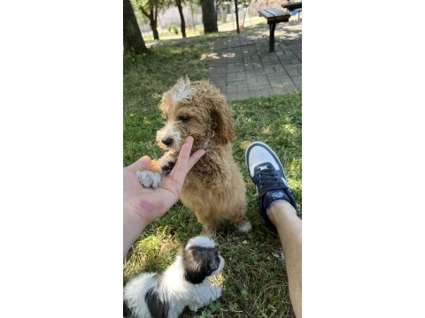 Maltipoo kıvırcık turuncu bebek