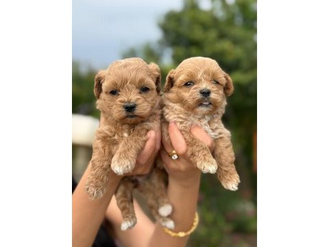 Çok sağlıklı malıtpoo bebekler 