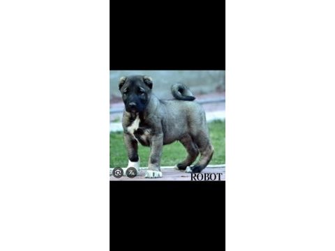 Yavru ve yetişkin üst seviye kangal köpekler