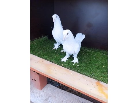 Beyaz takım seferli güvercim