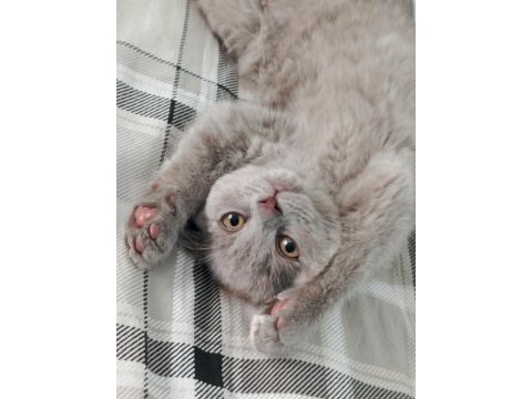 British shorthair yavrular
