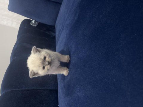 Scottish fold yavruma yuva arıyoruz