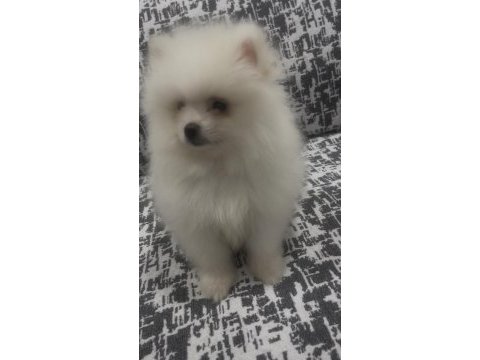Pomeranian boo a kalite wc eğitimi var