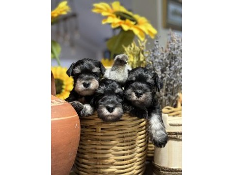 Fcı pedigreeli miniature schnauzer yavruları