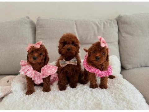 Gerçek toy poodle yavruları garantili