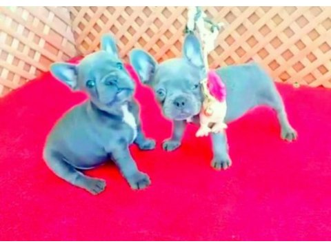 Exotic blue quad french bulldog yavrular izmir