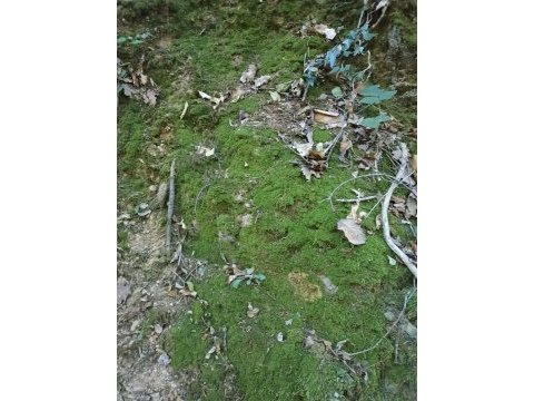 Akvaryum teraryum paludaryum vivaryum icin moss