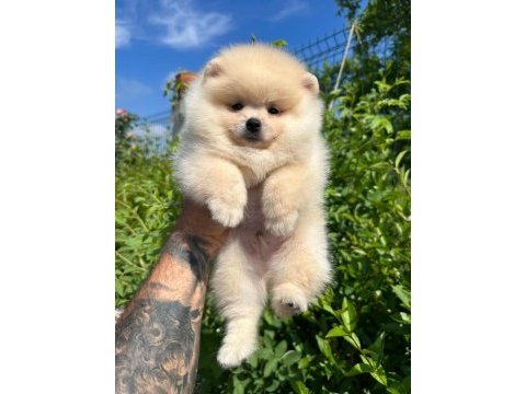 Pomeranian boo