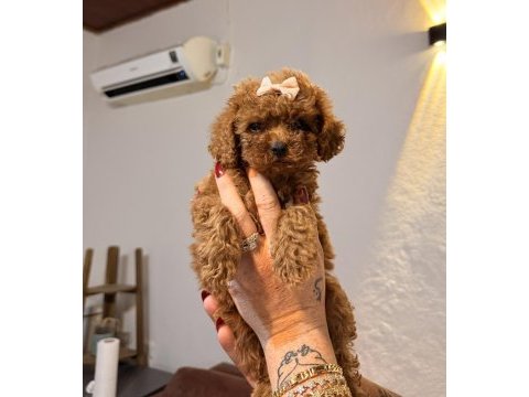 Minicik toy poodle kızlar
