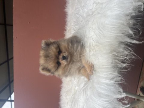 Pomeranian boo 70 günlük