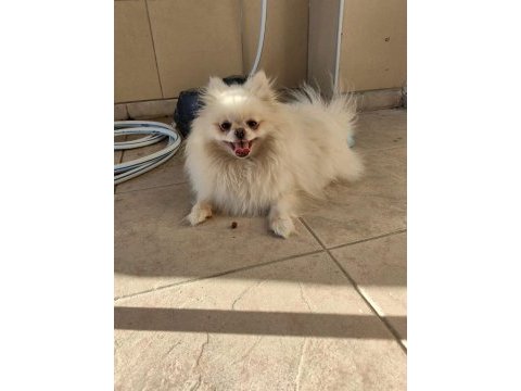Pomeranian yavrularımız