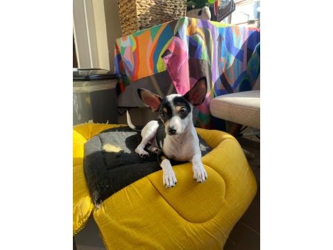 3 aylık erkek chihuahua yavrusu