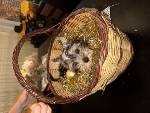 Yorkshire terrier yavru