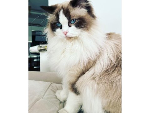 15 aylık dişi bicolour ragdoll