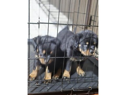 Koca kafa rottweiler