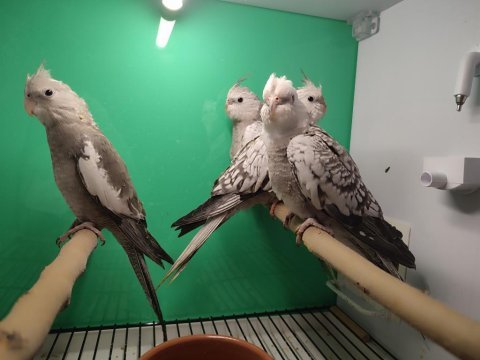 Bebek sultan papağanlar eğitime açık