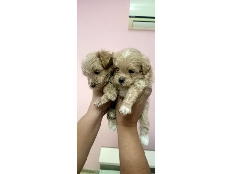 Sıfır burun maltipoo